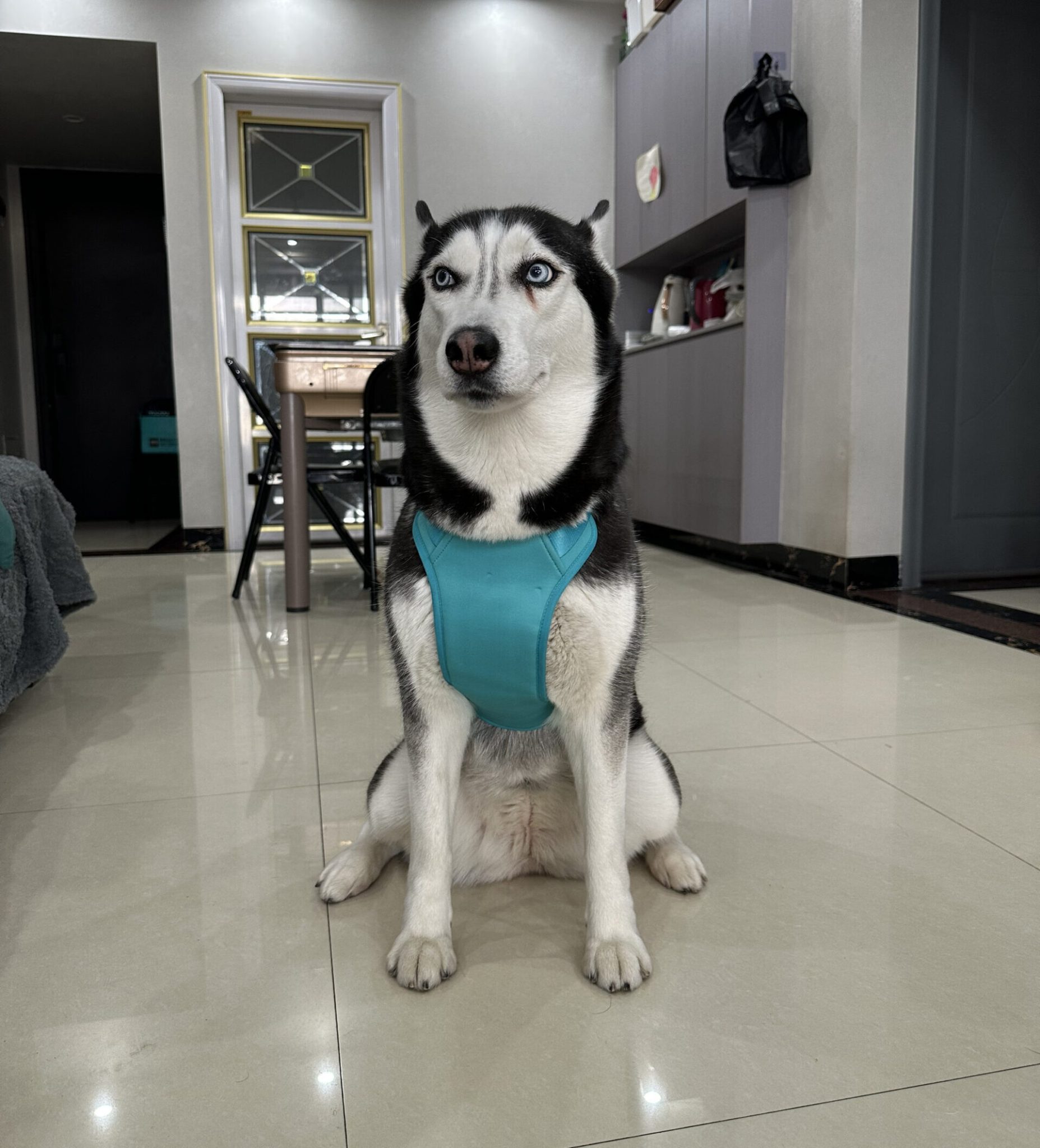 Transform Your Dog | Resona Health - Resonance Frequency Therapy - Rattan Mixture Dog Crate Resonance Plans