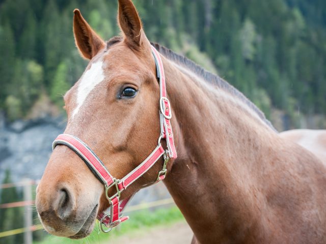 Supporting Horses with Gastric Ulcer Stress: A Whole-Body Wellness Approach