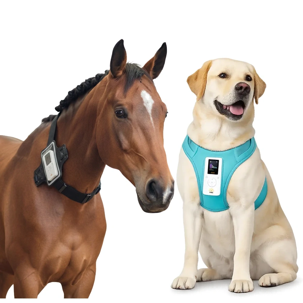 Dog-and-Horse.webp
