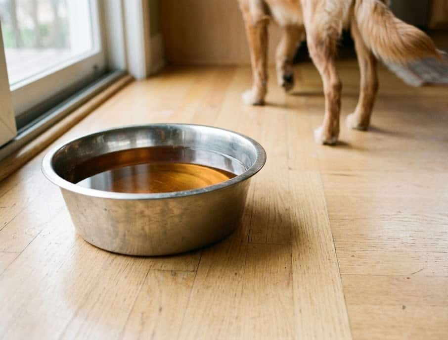 A stainless steel dog bowl of tea-colored water on a kitchen floor, a dog walking past.